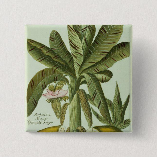 Banana, from J. Weinmann's Phytanthoza Iconographi Pinback Button (Front)