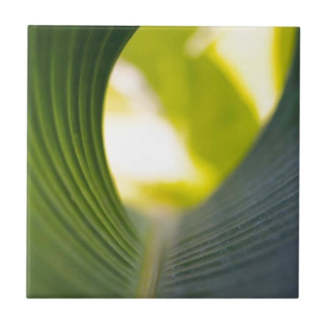 Banana Leaf Ceramic Tile (Front)