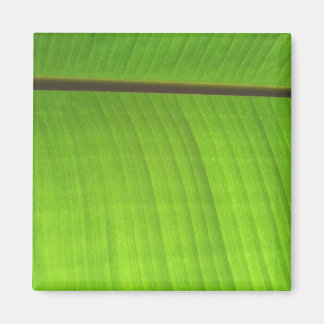 Banana Leaf Close-Up Magnet
