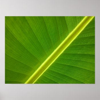 Banana Leaf Macro Poster by Amazing_Posters at Zazzle