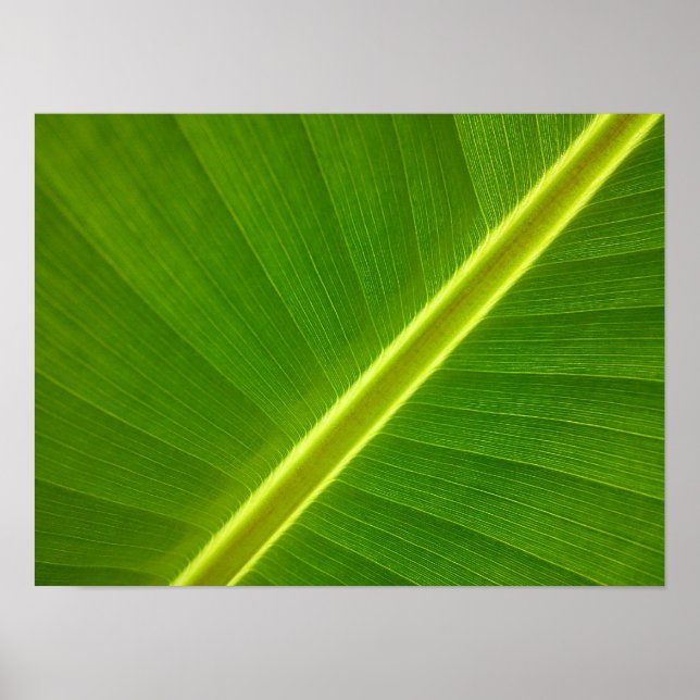 Banana Leaf Macro Poster (Front)