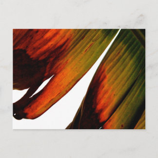 Banana Leaf Postcard
