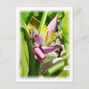 Banana plant postcard