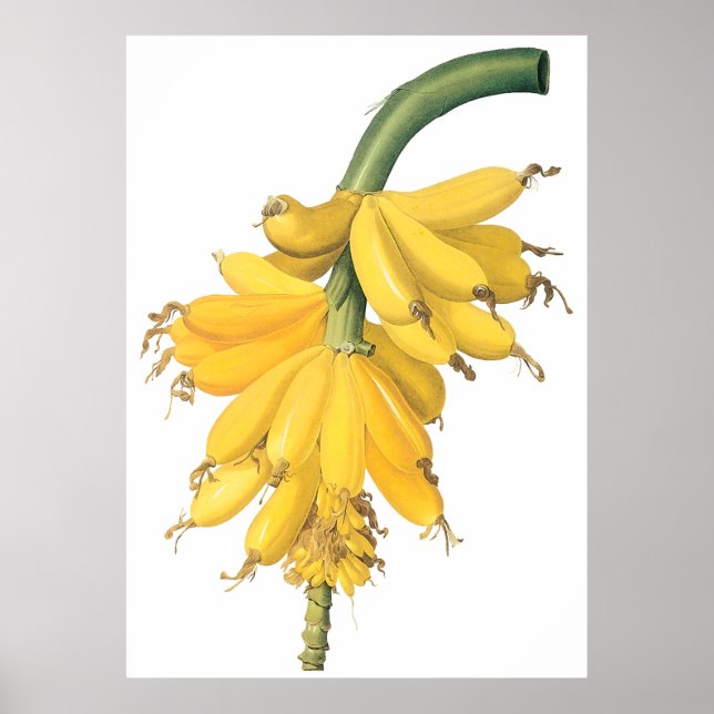 Banana Poster (Front)