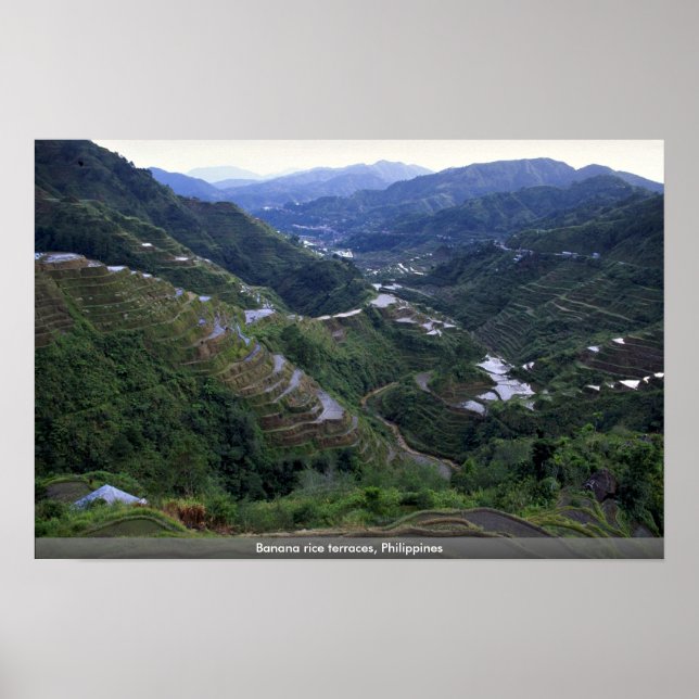Banana rice terraces, Philippines Poster (Front)