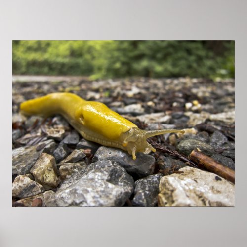 Banana Slug Art Poster