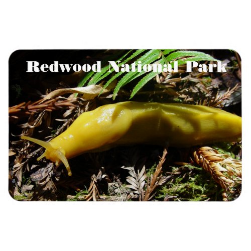 Banana Slug Magnet