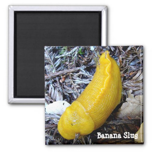 Banana Slug Magnet
