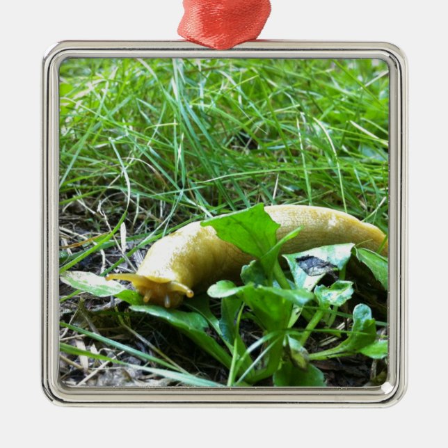 Banana Slug Metal Ornament (Front)