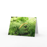 Banana Slug on Ferns I  Card