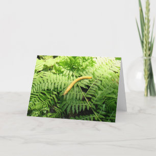 Banana Slug on Ferns I Card