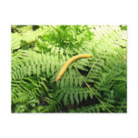 Banana Slug on Ferns I  Postcard