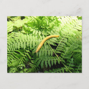 Banana Slug on Ferns I Postcard
