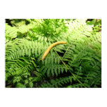Banana Slug on Ferns I  Poster