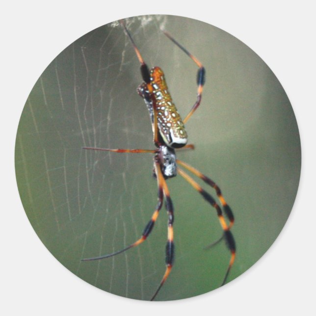 Banana Spider Classic Round Sticker (Front)