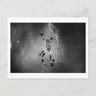 Banana Spider on Web - Photo Postcard