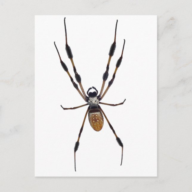 Banana spider postcard (Front)