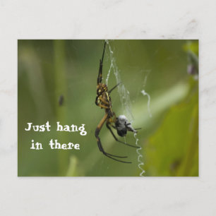 Banana Spider Web Just hang in there Postcard