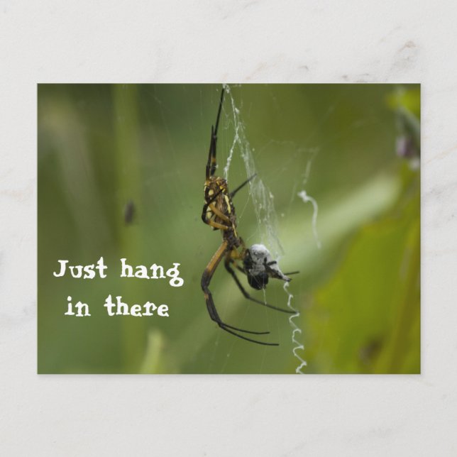 Banana Spider Web Just hang in there Postcard (Front)