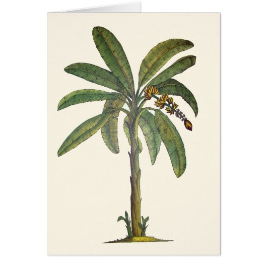 Banana Tree Botanical Cards (Front)