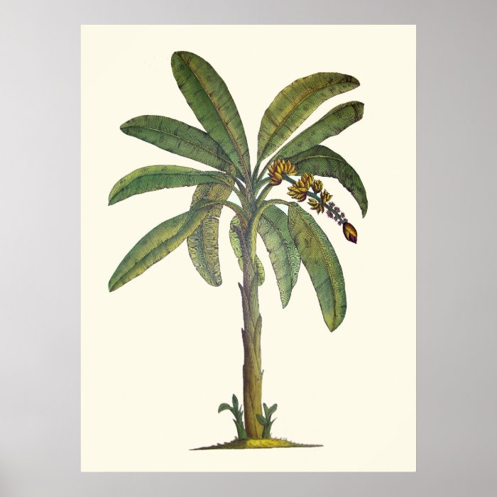 Banana Tree Botanical Posters
