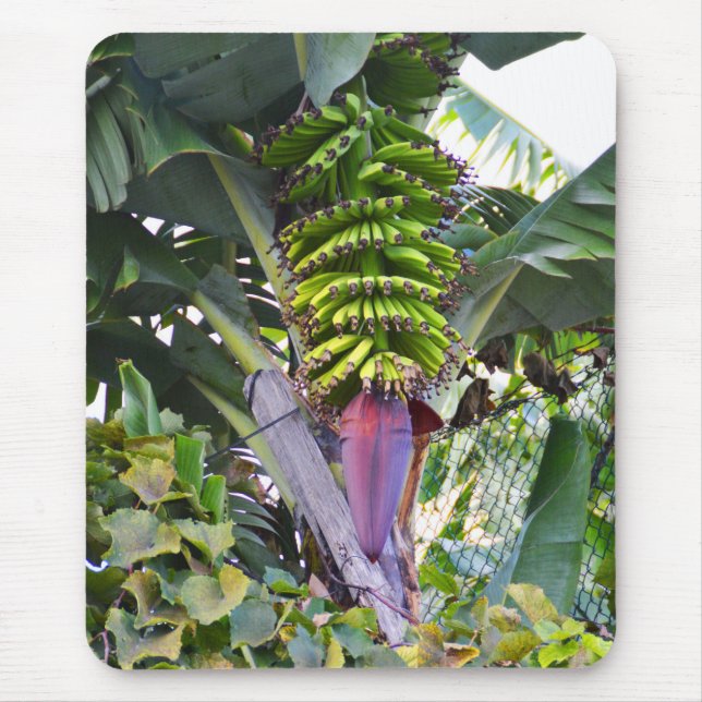Banana tree in Madeira Mouse Pad (Front)