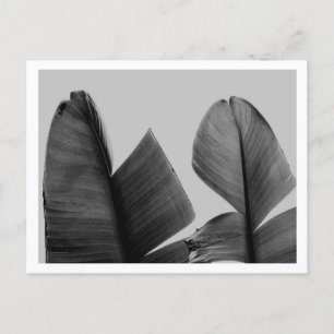 Banana Tree Leaves in Black and White Postcard