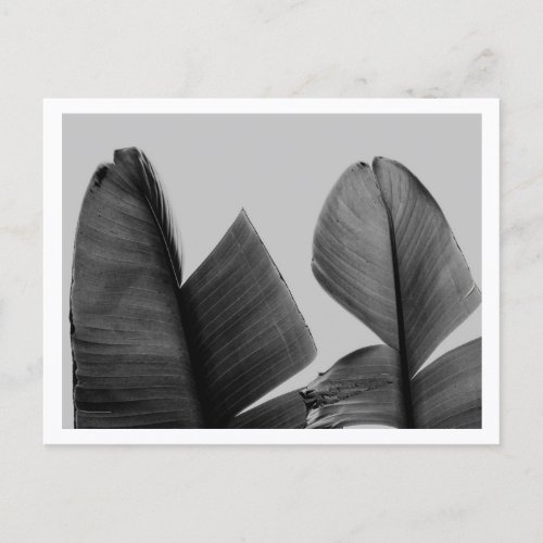 Banana Tree Leaves in Black and White Postcard