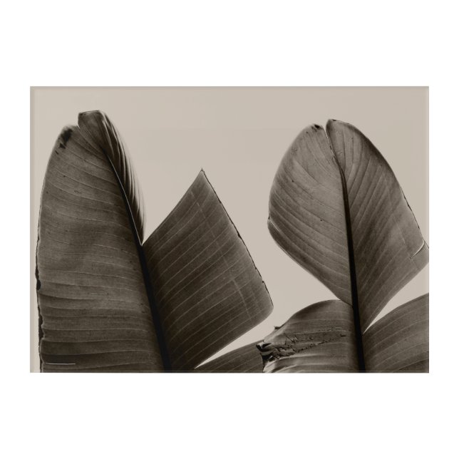 Banana Tree Leaves in Sepia Acrylic Print (Front)