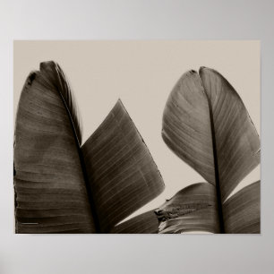Banana Tree Leaves in Sepia Poster