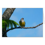 Bananaquit Bird and Blue Sky Photography Card