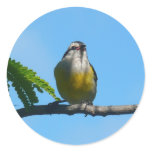Bananaquit Bird and Blue Sky Photography Classic Round Sticker