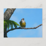 Bananaquit Bird and Blue Sky Photography Postcard