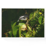 Bananaquit Bird Eating Guest Book