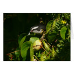 Bananaquit Bird Eating Tropical Photography