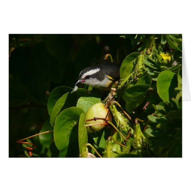 Bananaquit Bird Eating Tropical Photography (Front Horizontal)