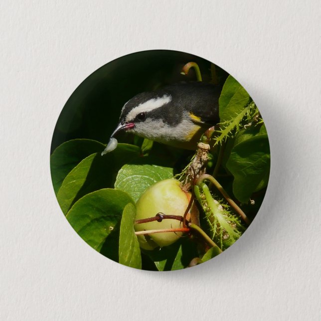 Bananaquit Bird Eating Tropical Photography Button (Front)