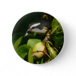 Bananaquit Bird Eating Tropical Photography Button
