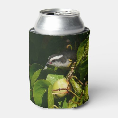Bananaquit Bird Eating Tropical Photography Can Cooler