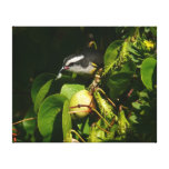 Bananaquit Bird Eating Tropical Photography Canvas Print