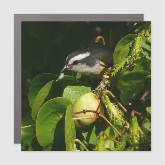 Bananaquit Bird Eating Tropical Photography Car Magnet (Front)