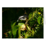Bananaquit Bird Eating Tropical Photography Card