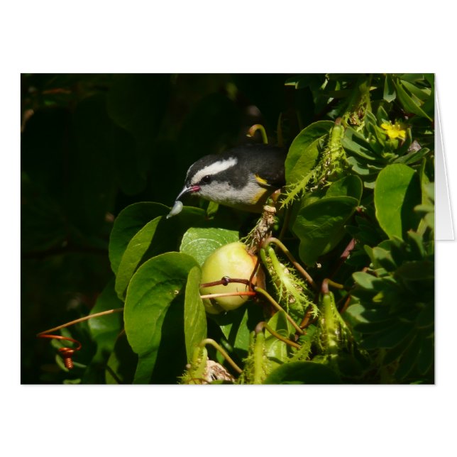 Bananaquit Bird Eating Tropical Photography Card (Front Horizontal)