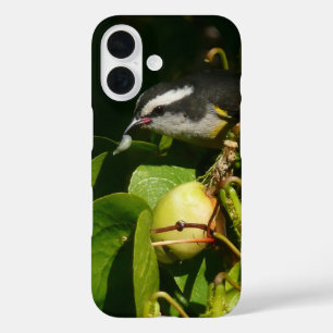 Bananaquit Bird Eating Tropical Photography iPhone 16 Case