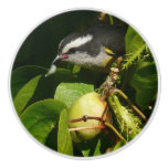 Bananaquit Bird Eating Tropical Photography Ceramic Knob