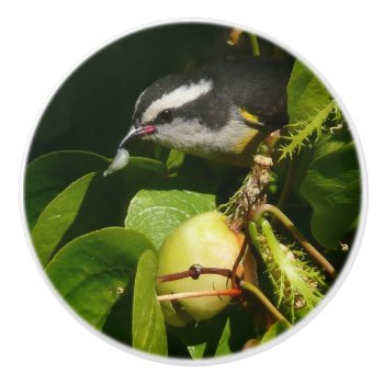Bananaquit Bird Eating Tropical Photography Ceramic Knob by mlewallpapers at Zazzle