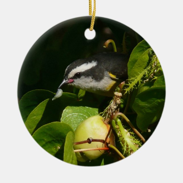 Bananaquit Bird Eating Tropical Photography Ceramic Ornament (Front)