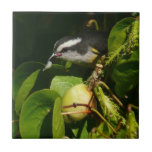 Bananaquit Bird Eating Tropical Photography Ceramic Tile