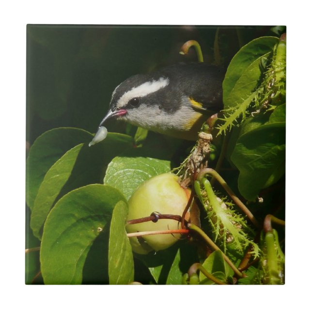 Bananaquit Bird Eating Tropical Photography Ceramic Tile (Front)