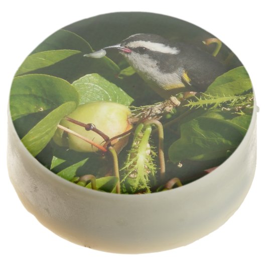 Bananaquit Bird Eating Tropical Photography Chocolate Covered Oreo (Angled)